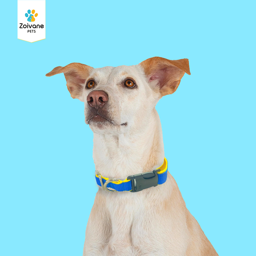 Zoivane Pets Nylon Padded Collar for Dogs | Size S| Strong, Comfy, and Built to Last! - Color may vary