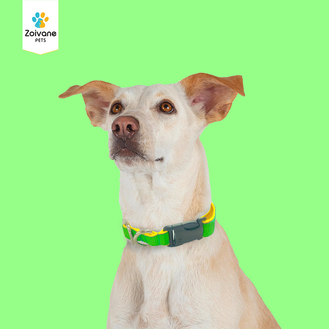 Zoivane Pets Nylon Padded Collar for Dogs | Size-M| Strong, Comfy, and Built to Last! - (Color may vary)