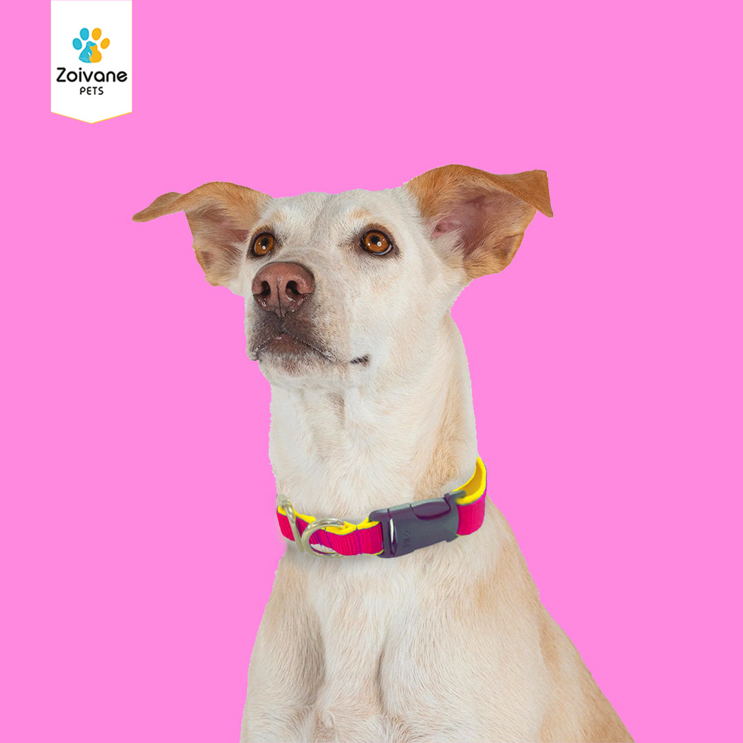 Zoivane Pets Nylon Padded Collar for Dogs | Size S| Strong, Comfy, and Built to Last! - Color may vary