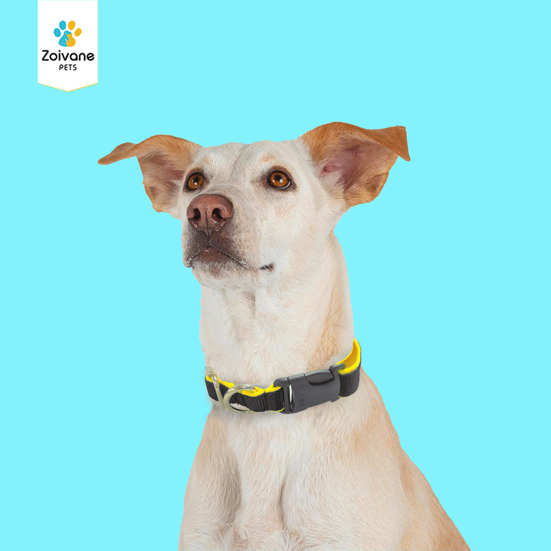 Zoivane Pets Nylon Padded Collar for Dogs | Size L| Strong, Comfy, and Built to Last! - Color may vary