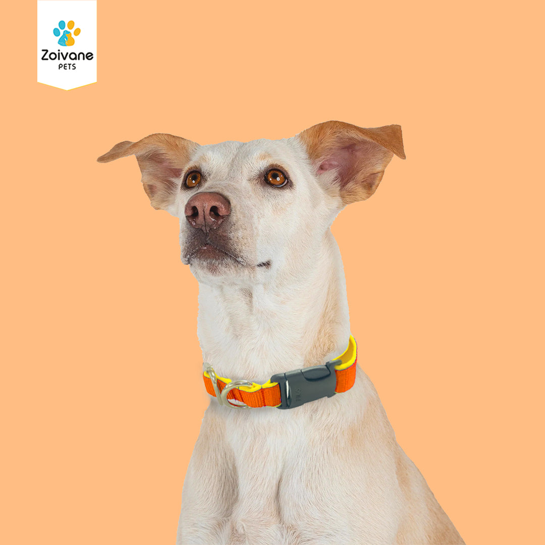 Zoivane Pets Nylon Padded Collar for Dogs | Size L| Strong, Comfy, and Built to Last! - Color may vary