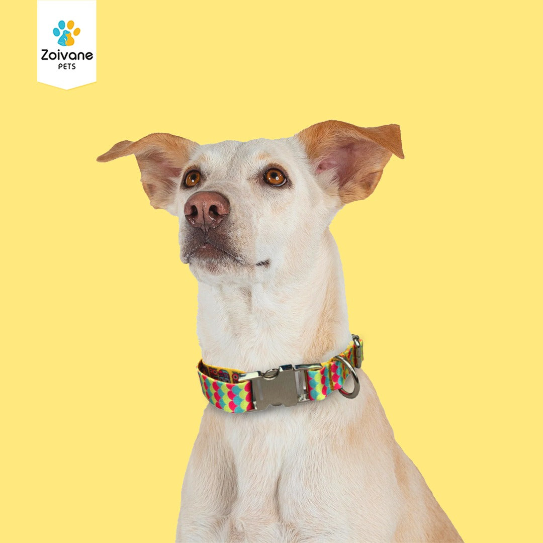 Zoivane Pets Printed Collar for Dogs | Size S| ( print patterns may vary)