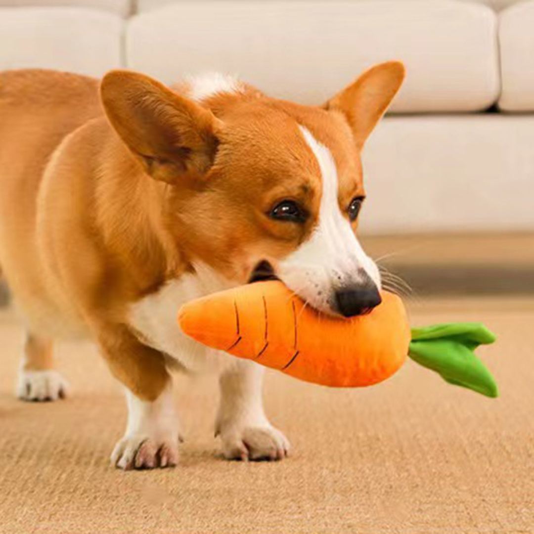 Zoivane Pets Plush Carrot Toy, pack of -1 , (For your pet's playtime) (Color and design may vary)