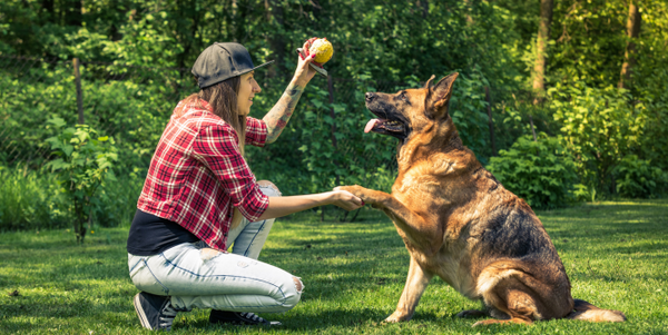 Mastering the Basics: Essential Dog Training Tips for New Owners