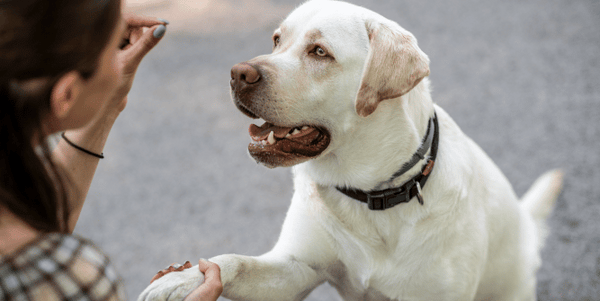 Mastering Manners: Essential Training Tips for Dog