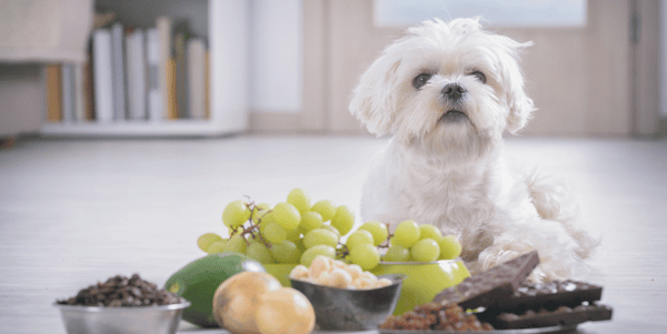 Foods to Avoid for Dogs - A Must-Read for Pet Owners