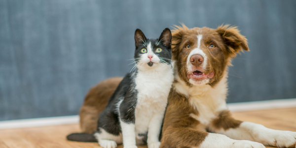 What Causes Hair Loss in Cats and Dogs?