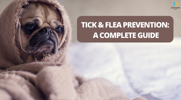 Tick & Flea Prevention: A complete guide