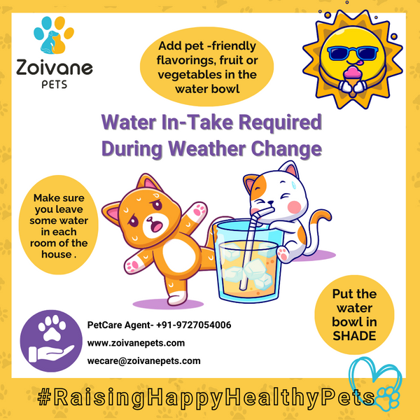 How to Increase Water Intake of Pets during Summers