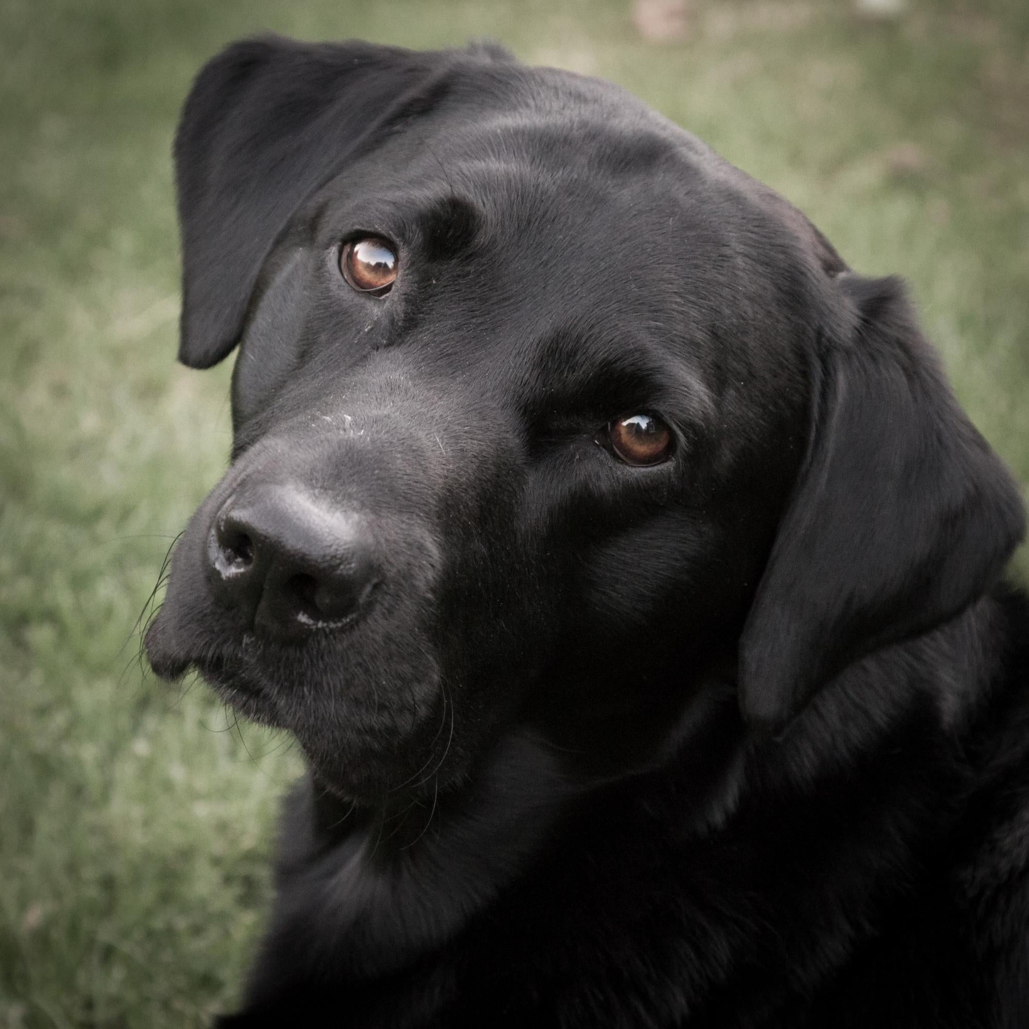 Dog Products