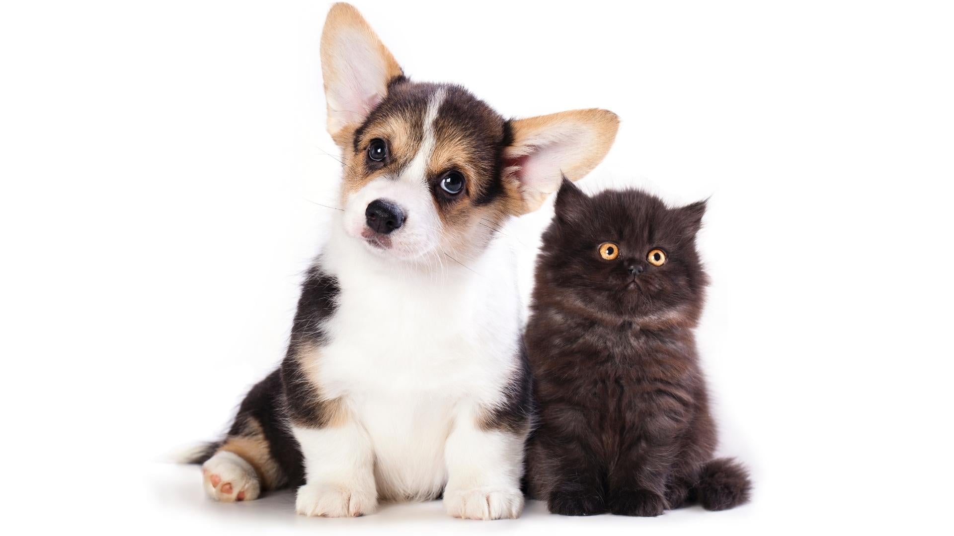 New Pet Parent