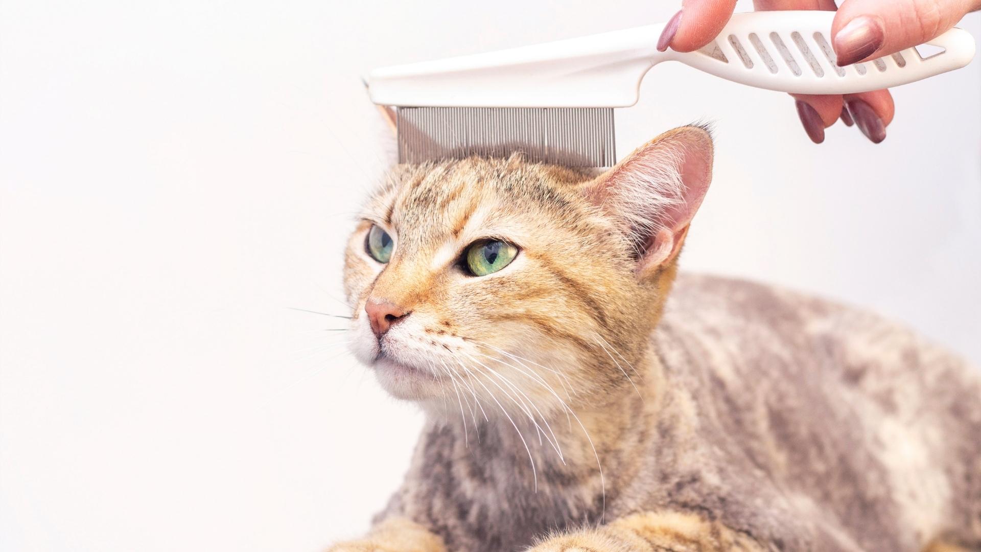 Cat Products