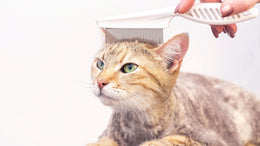 cat-products