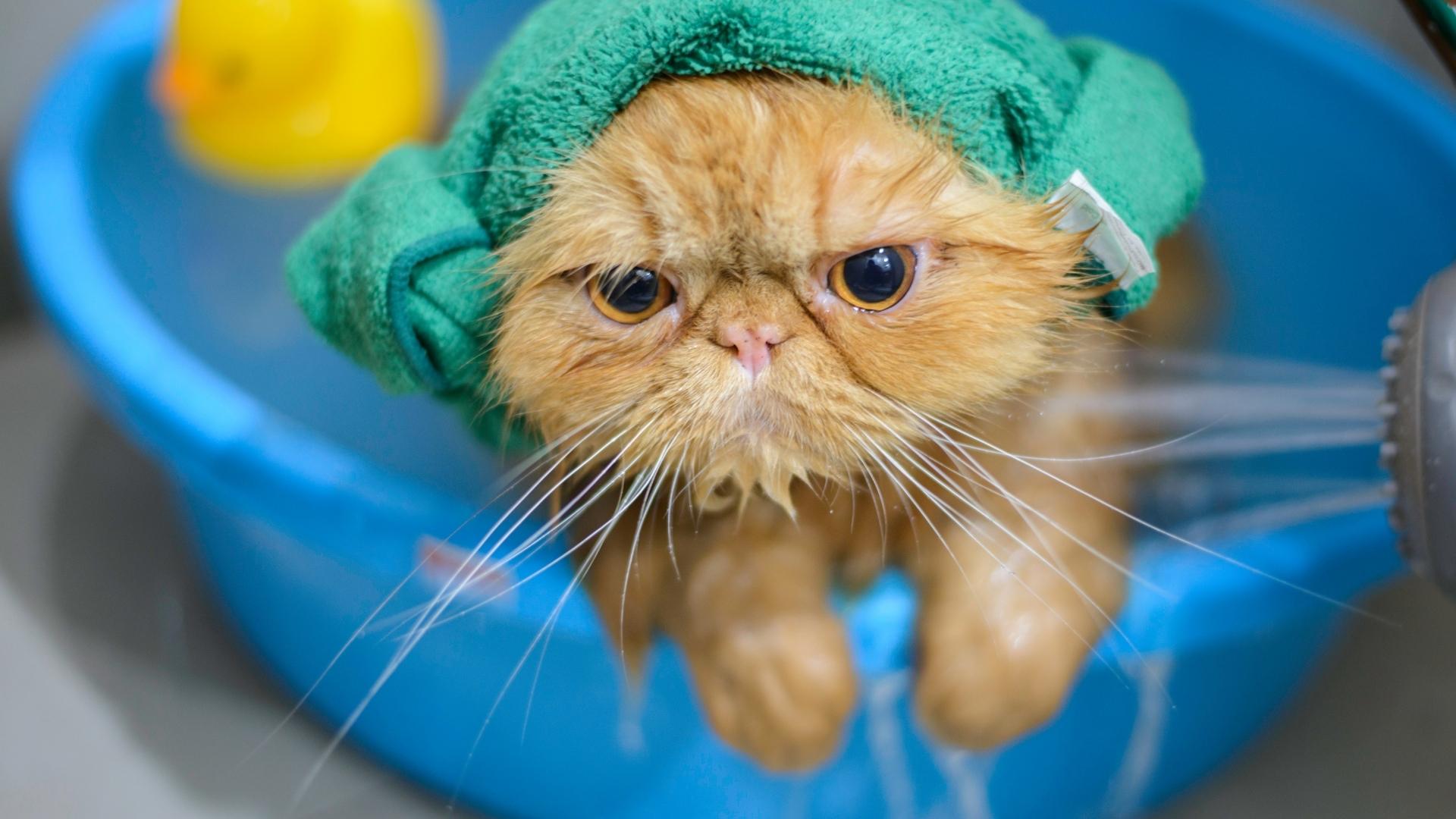 Cat Shampoos