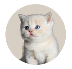 Kitten