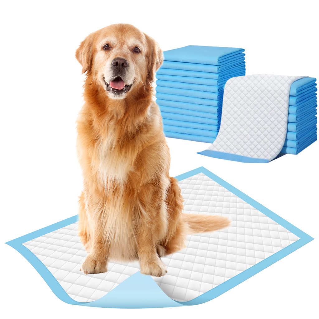 How do i get my puppy to use the training pads clearance