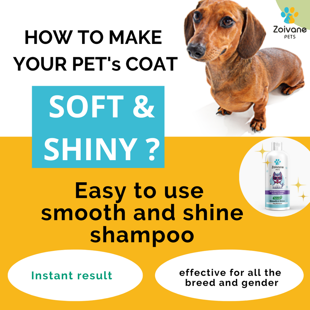 How to make dogs fur soft and shiny clearance