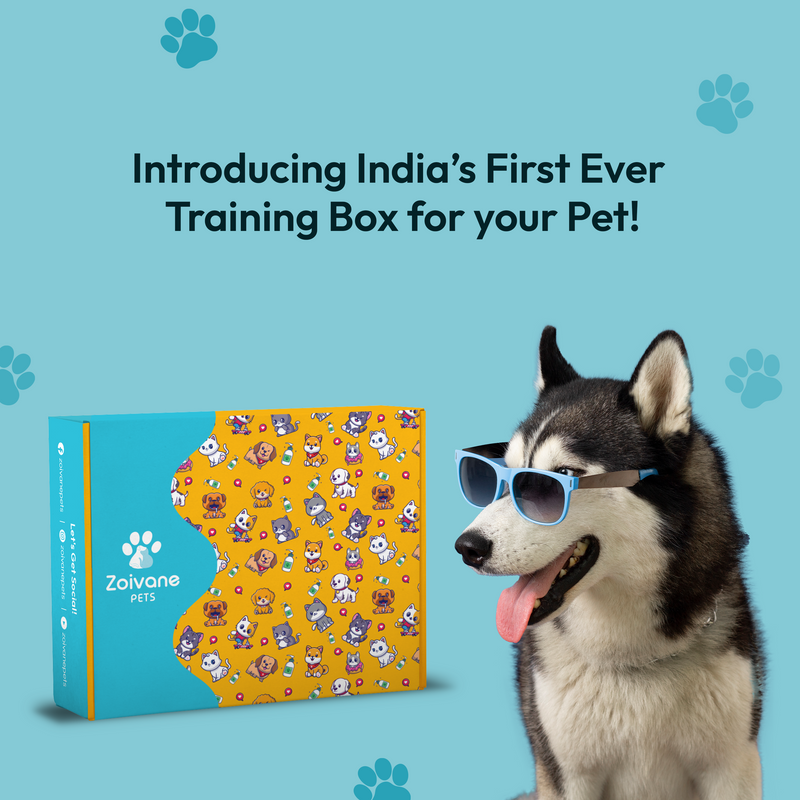 Pet Training Box